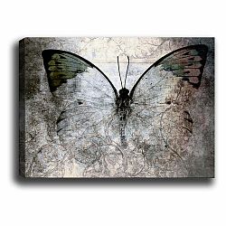 Obraz Tablo Center Fading Butterfly, 70 × 50 cm