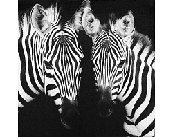Obraz na plátne Zebry, 50x50 cm%