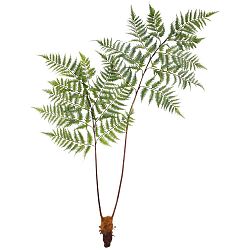 Umelá Rastlina Dyropteris, V: 150cm